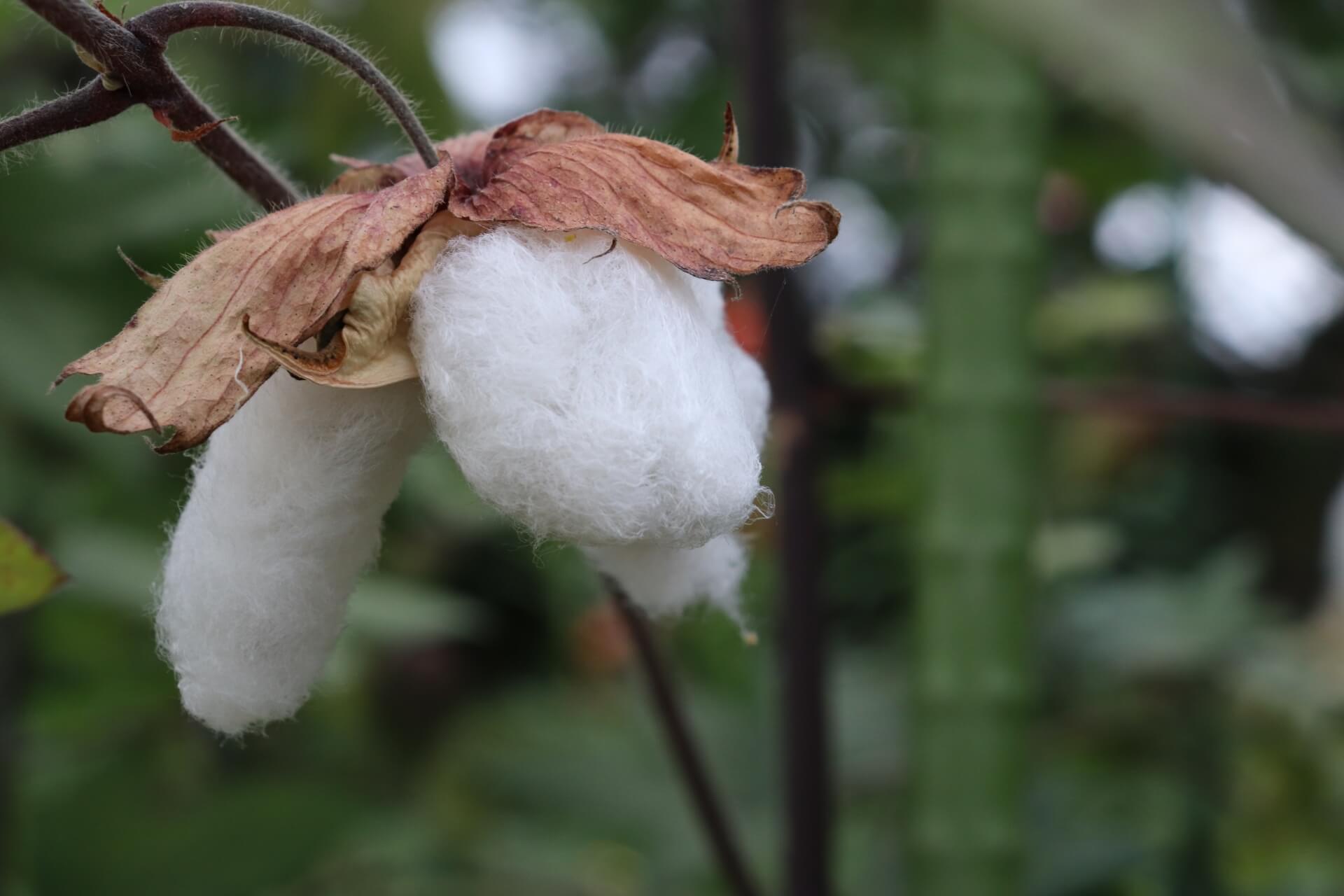採收前稱作棉花