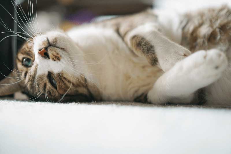 泣きたい私は猫をかぶる:想哭的我戴上了貓的面具