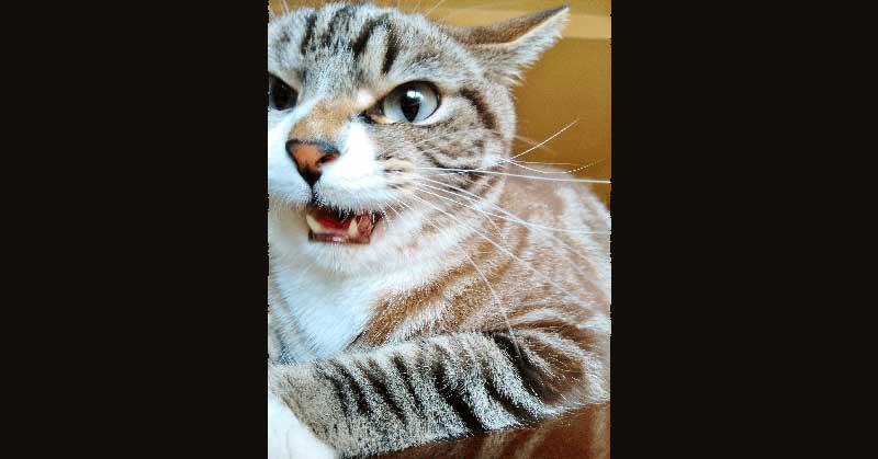 泣きたい私は猫をかぶる:想哭的我戴上了貓的面具