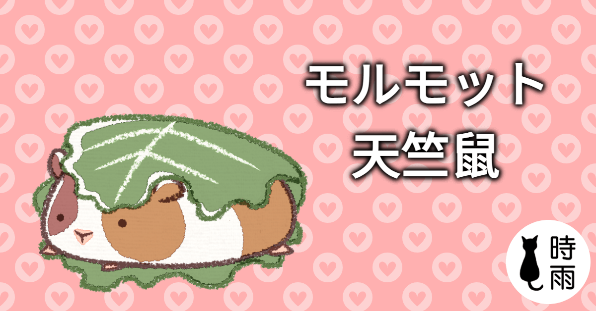 「天竺鼠」的日文怎麼說?
