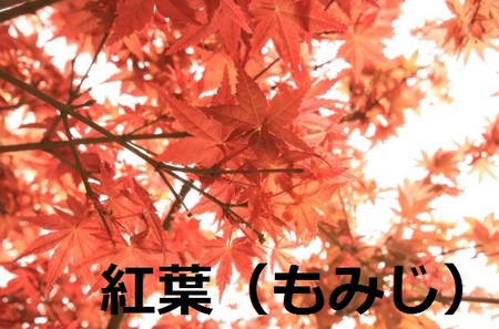 楓葉的日文
