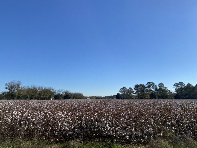 棉花田的日文：綿花畑